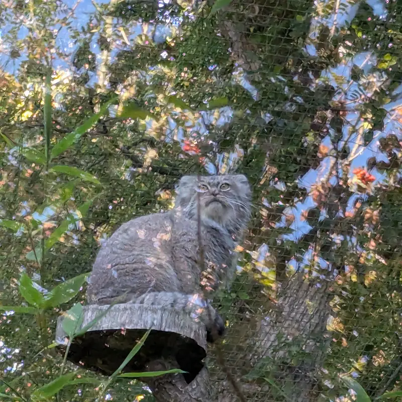 A photograph of Ewok in Tregomeur Zoo