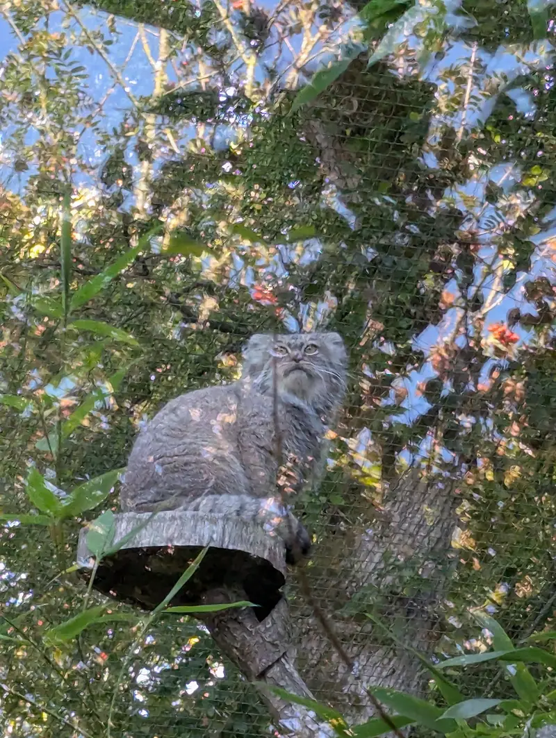 A photograph of Ewok in Tregomeur Zoo
