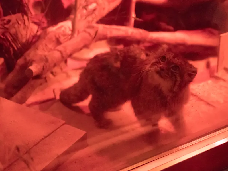 A photograph of Naim in Ueno Zoological Gardens