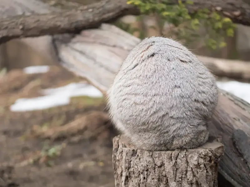 A photograph of Nagomu in Nasu Animal Kingdom