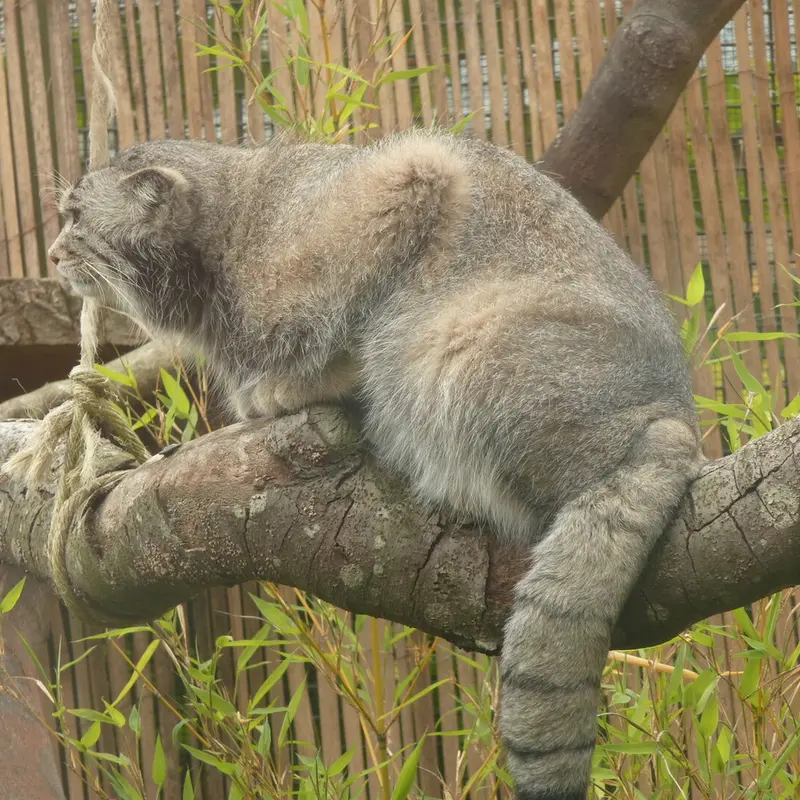 A photograph of Akiko in Edinburgh Zoo