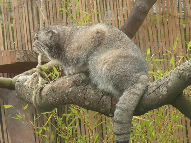 A photograph of Akiko in Edinburgh Zoo