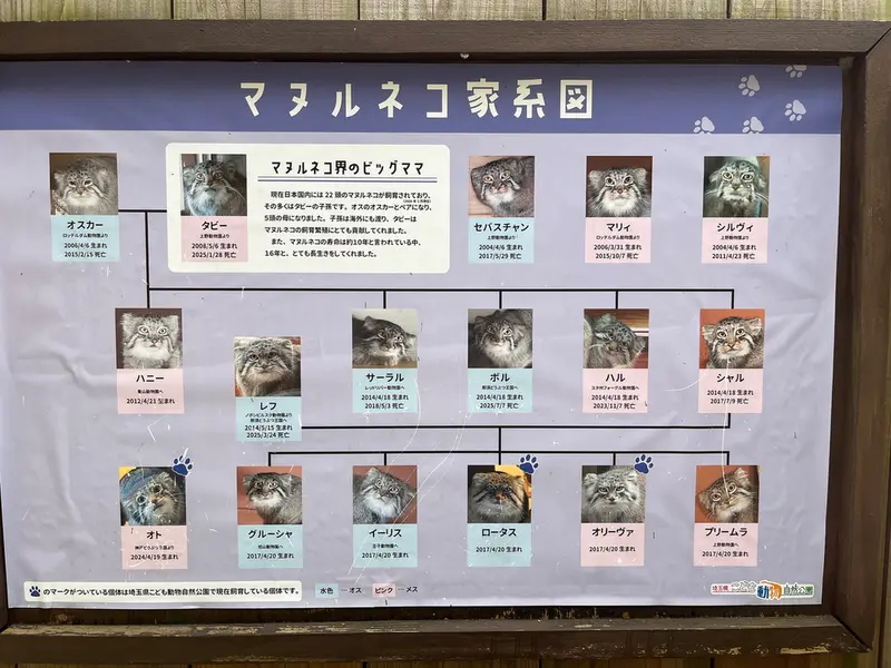 A photograph of a Pallas's cat in Saitama Children's Zoo