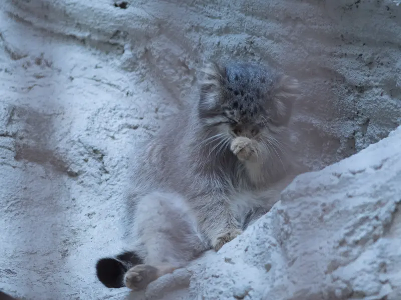 A photograph of Figa in Nogeyama Zoo