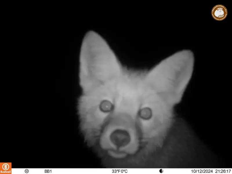 A photograph of Red fox from Aktas-Kunkora camera trap