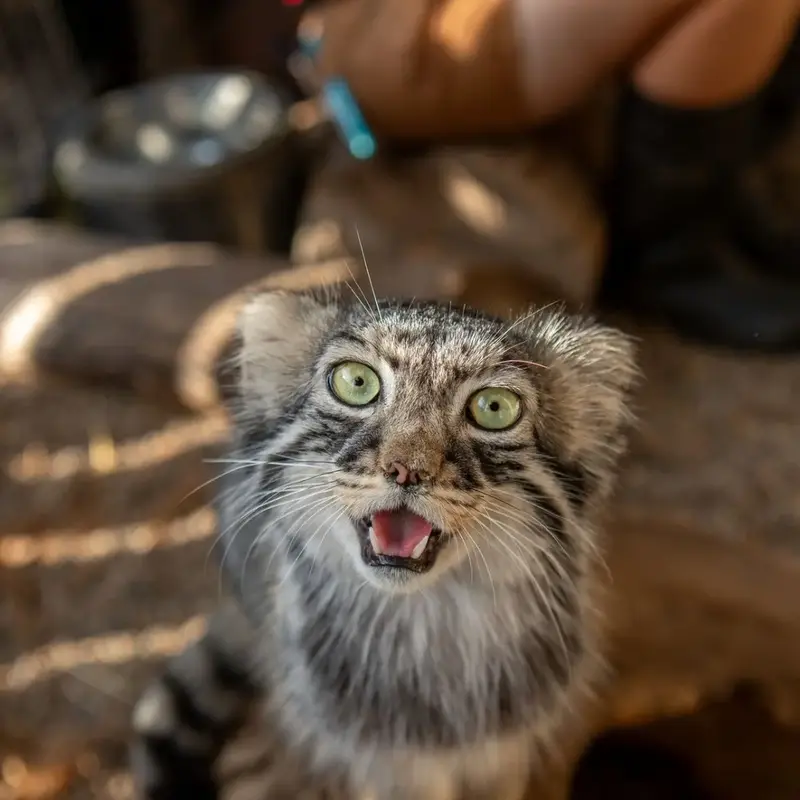 A photograph of a Pallas's cat