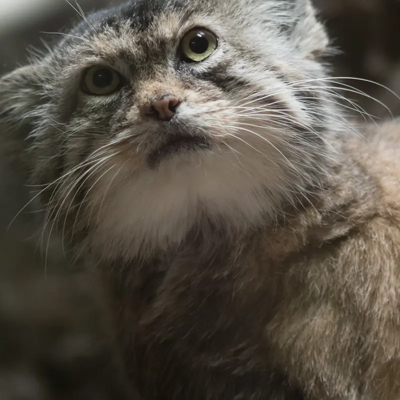 A photograph of Primula in Ueno Zoological Gardens