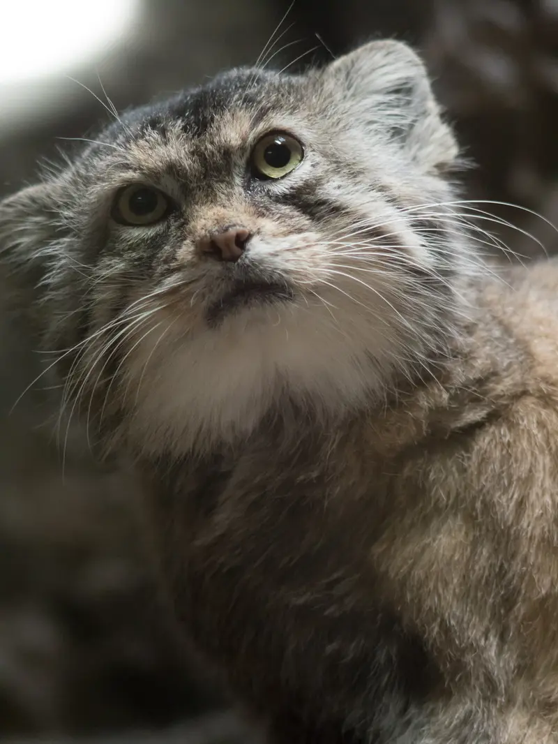 A photograph of Primula in Ueno Zoological Gardens