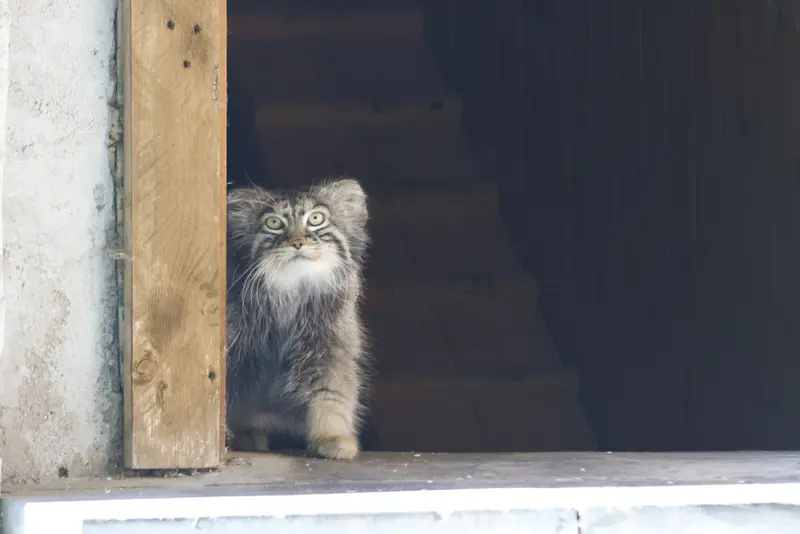 A photograph of a Pallas's cat