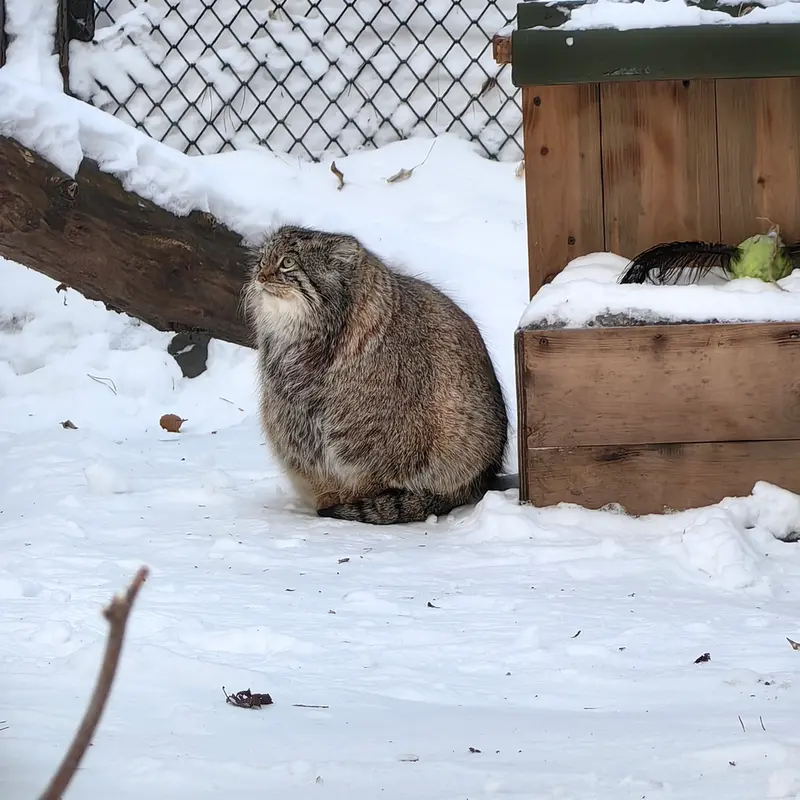A photograph of Snezhinka in Novosibirsk Zoo