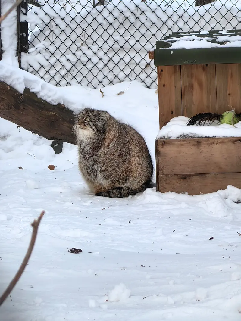 A photograph of Snezhinka in Novosibirsk Zoo