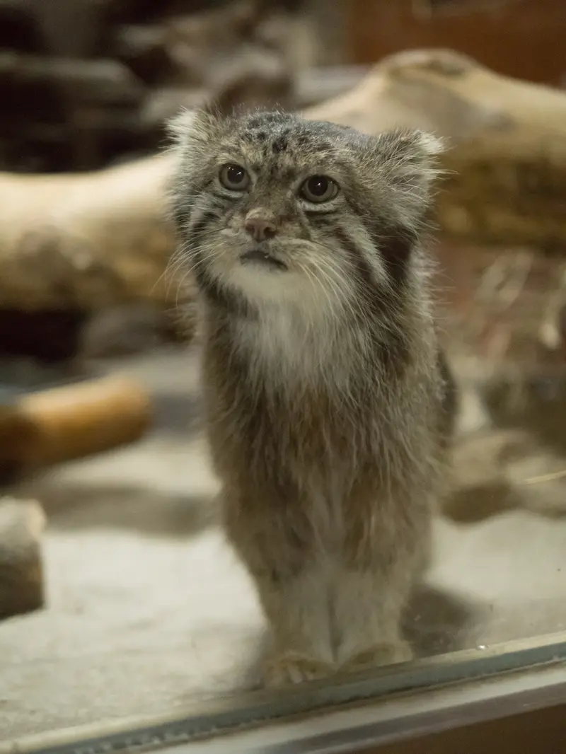 A photograph of Klyon in Ueno Zoological Gardens