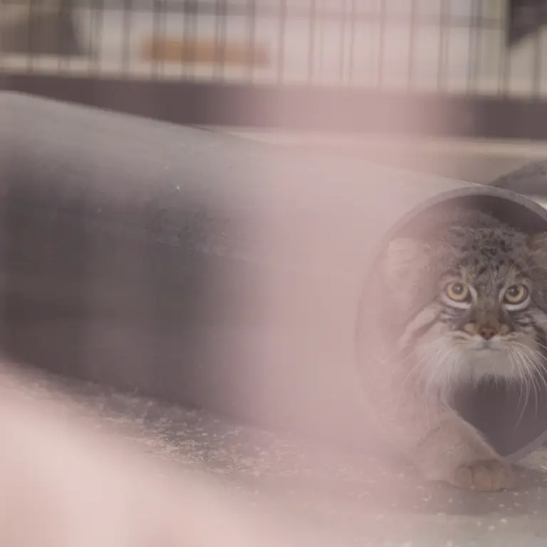 A photograph of Figa in Nogeyama Zoo