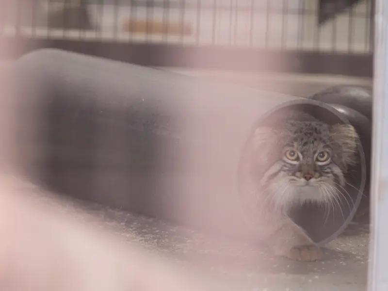 A photograph of Figa in Nogeyama Zoo