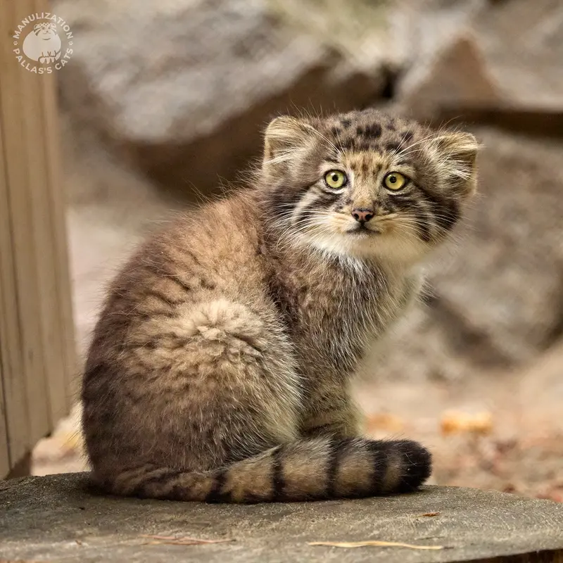A photograph of Kitten of Eve b.2026   Ⅳ in Novosibirsk Zoo