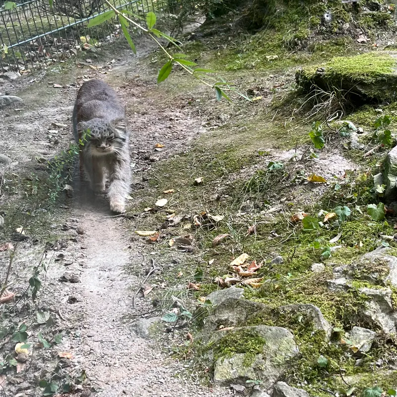 A photograph of Batu in Opel Zoo