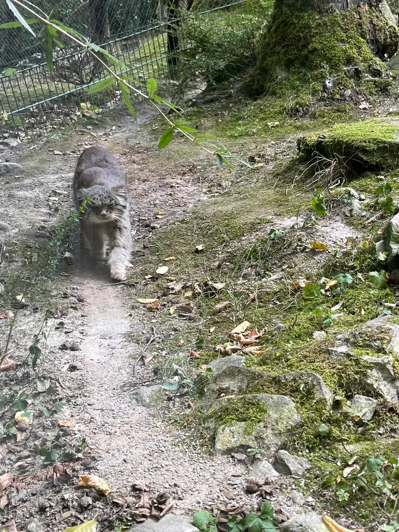 A photograph of Batu in Opel Zoo