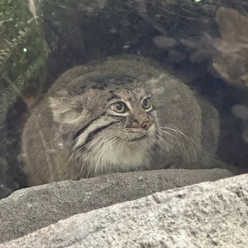A photograph of Az in Kobe Animal Kingdom