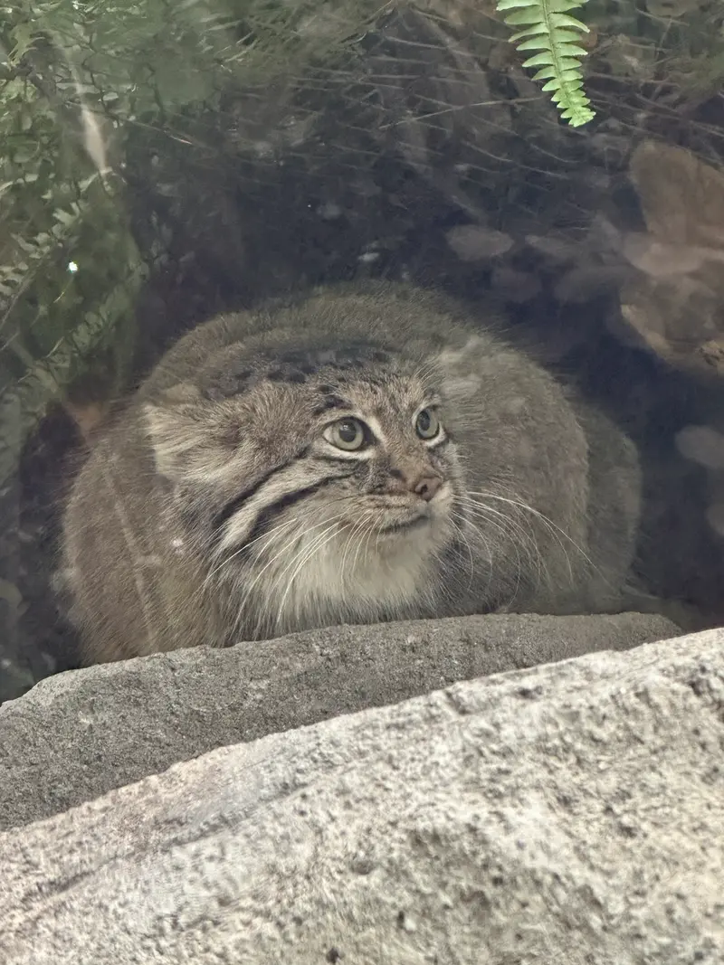 A photograph of Az in Kobe Animal Kingdom
