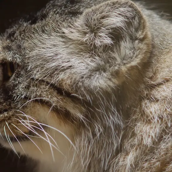 A photograph of a Pallas's cat in Ueno Zoological Gardens