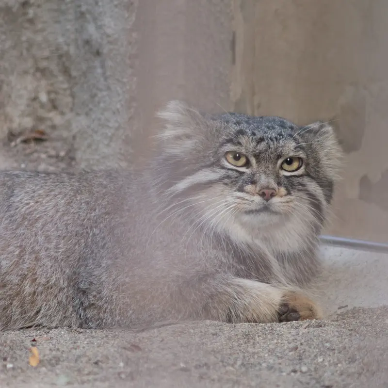 A photograph of Figa in Nogeyama Zoo