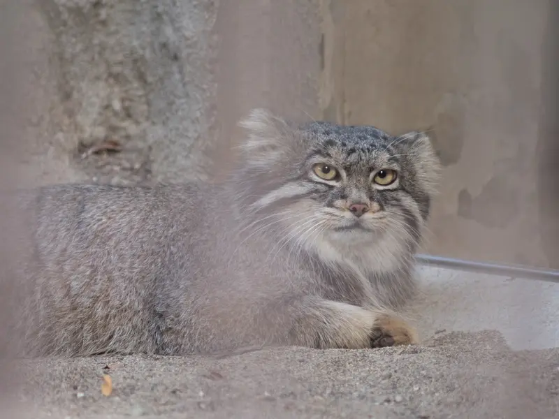A photograph of Figa in Nogeyama Zoo