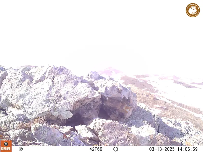 A photograph of Pika from Besshoky 1 camera trap