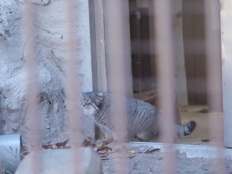 A photograph of Figa in Nogeyama Zoo