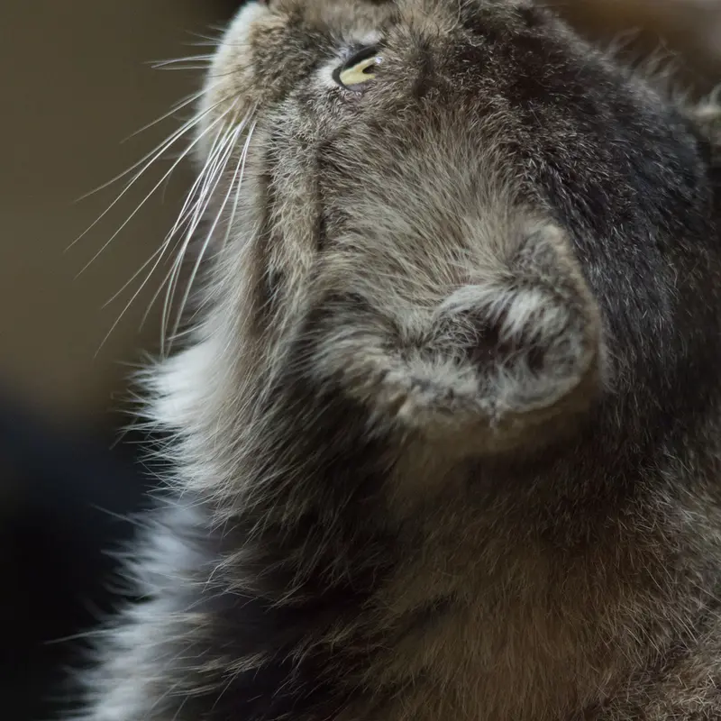 A photograph of Primula in Ueno Zoological Gardens