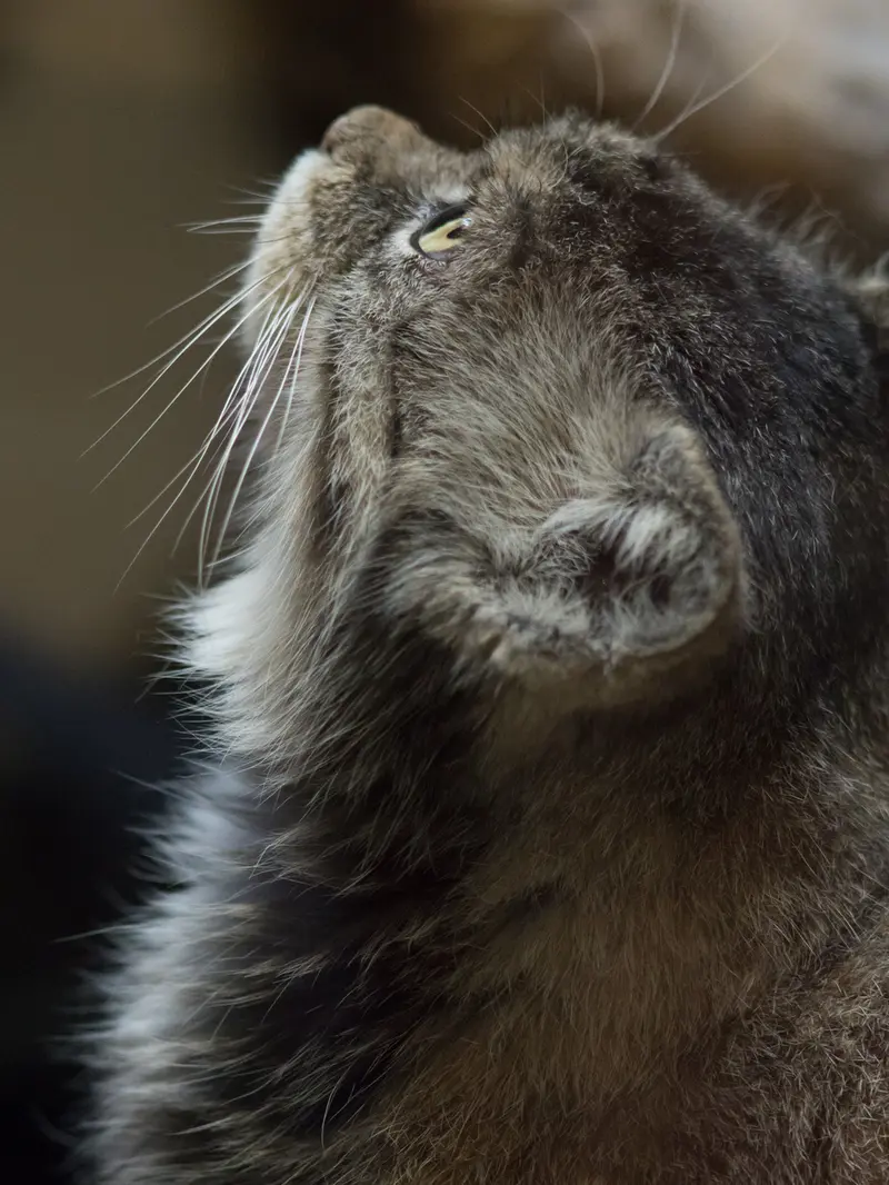A photograph of Primula in Ueno Zoological Gardens