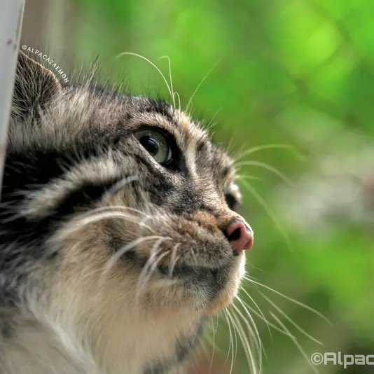 A photograph of Az in Kobe Animal Kingdom