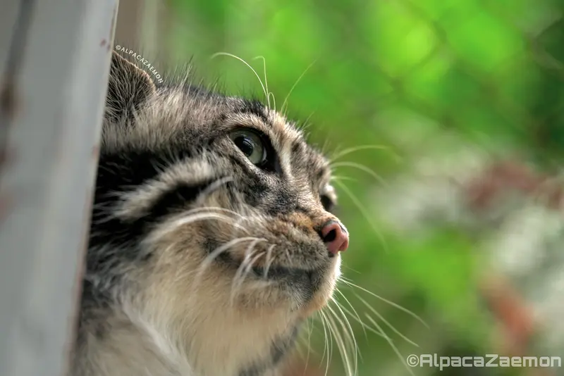 A photograph of Az in Kobe Animal Kingdom