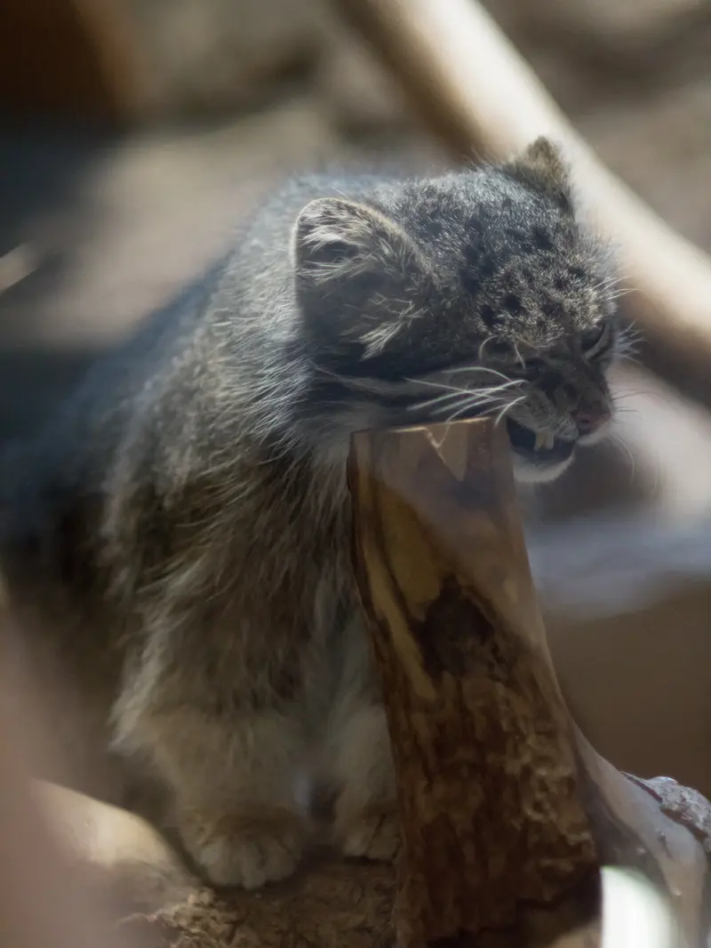 A photograph of Klyon in Ueno Zoological Gardens