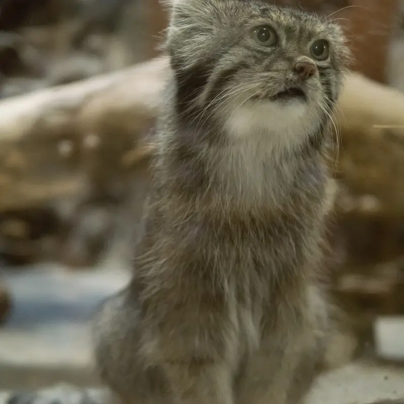 A photograph of Klyon in Ueno Zoological Gardens