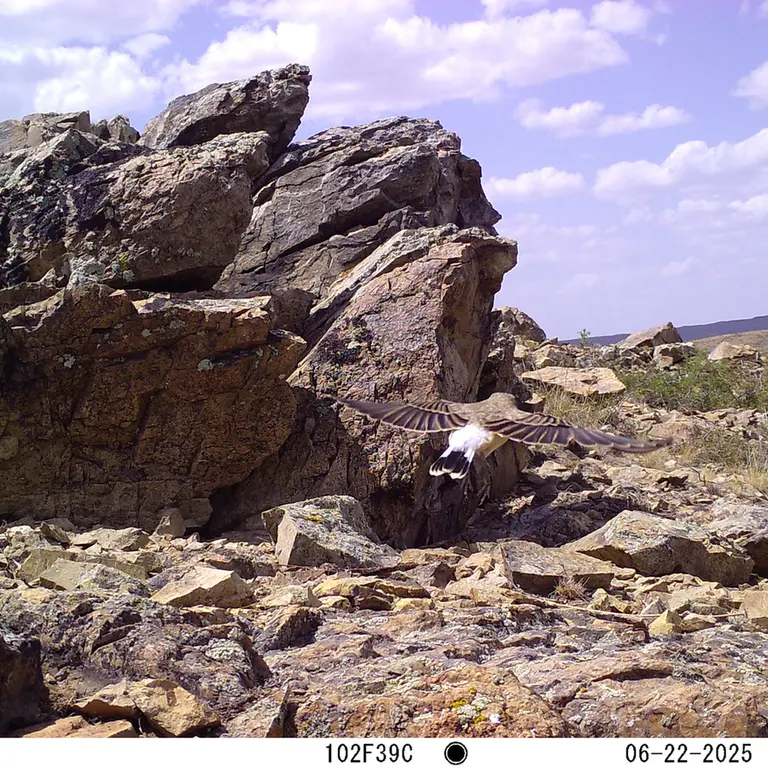 A photograph of a Pallas's cat from Karashoky [new] camera trap