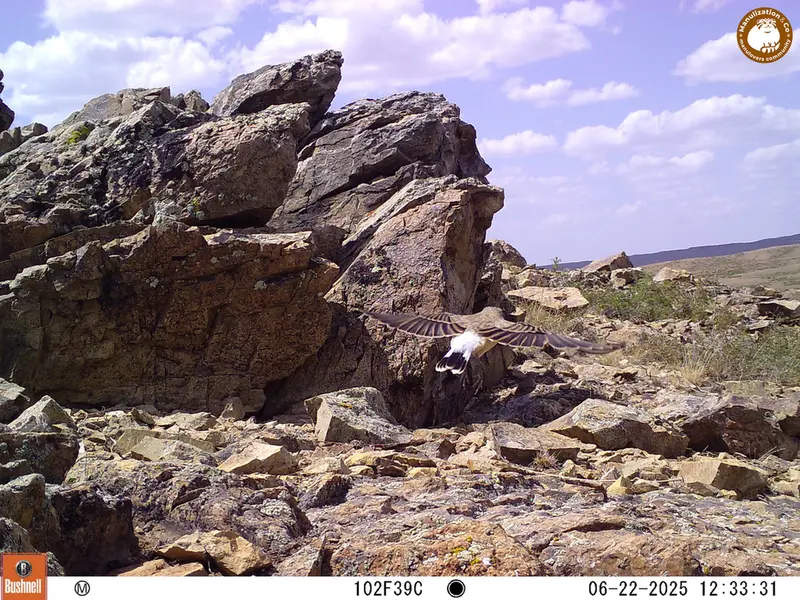 A photograph of a Pallas's cat from Karashoky [new] camera trap