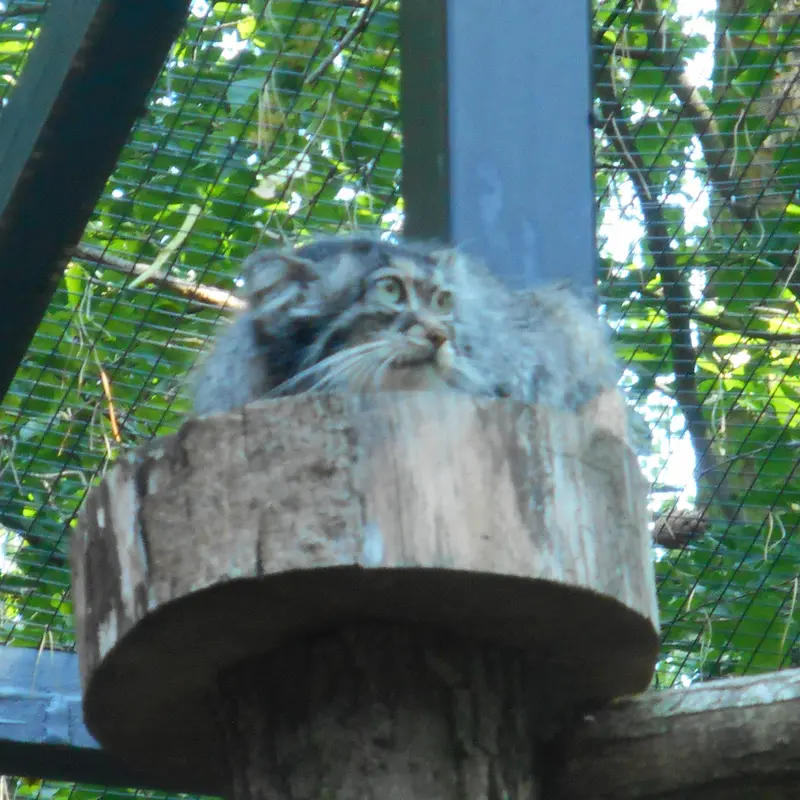 A photograph of a Pallas's cat