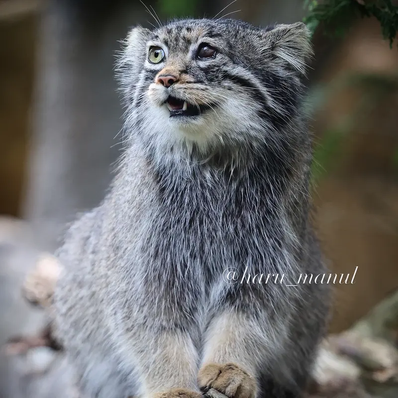A photograph of Abrikos in Nasu Animal Kingdom