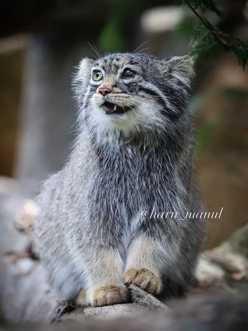 A photograph of Abrikos in Nasu Animal Kingdom