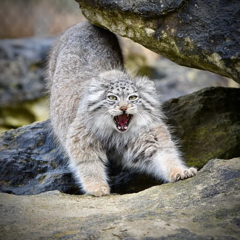 A photograph of Namuu in Port Lympne Wild Animal Park
