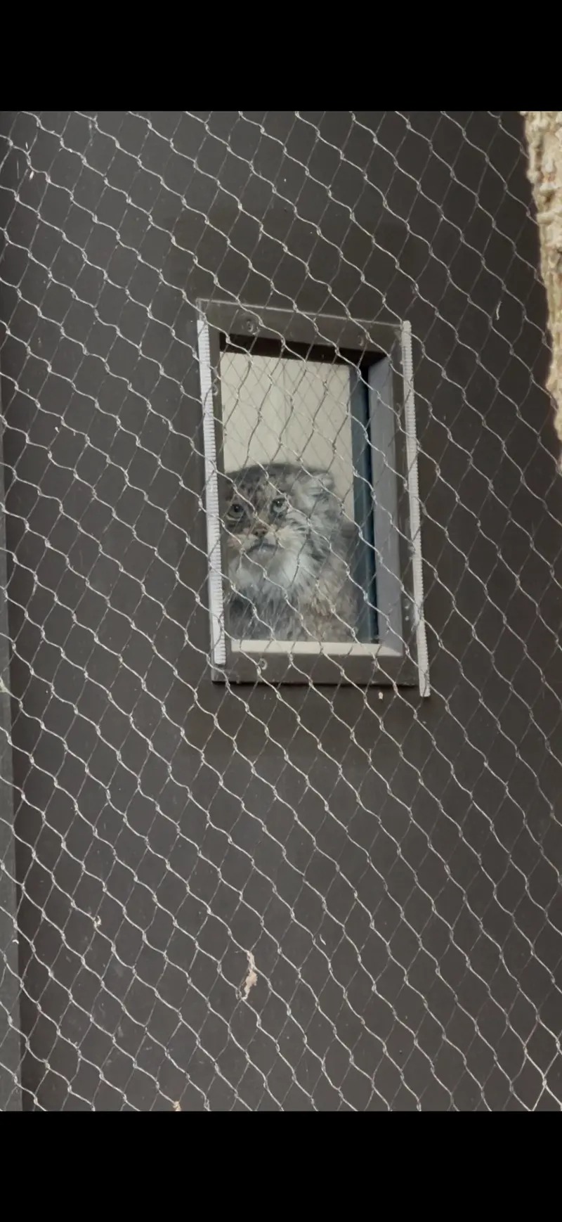 A photograph of Sarnai in Prospect Park Zoo