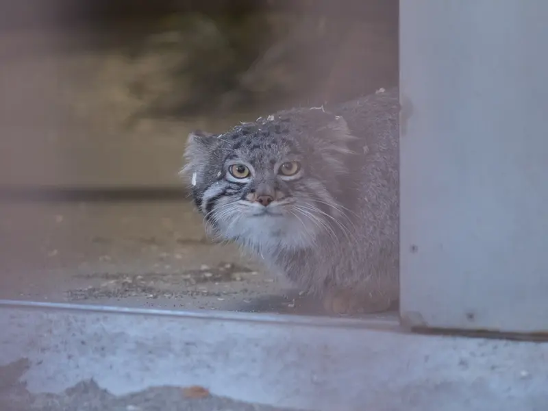 A photograph of Figa in Nogeyama Zoo