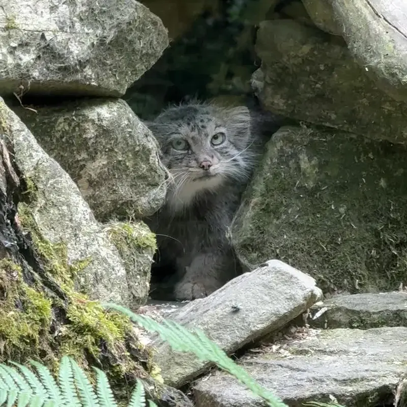 A photograph of a Pallas's cat in Opel Zoo
