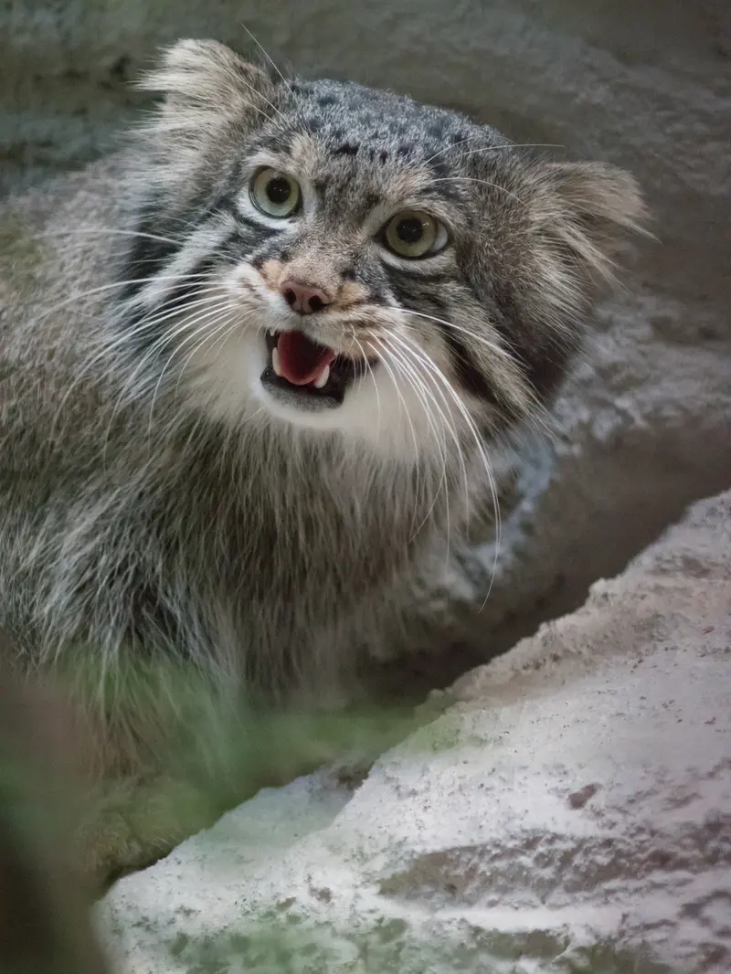 A photograph of Figa in Nogeyama Zoo