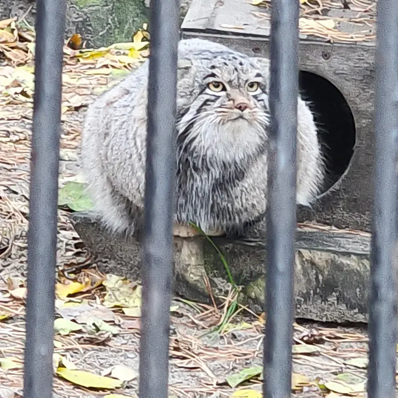 A photograph of Mensu in Novosibirsk Zoo