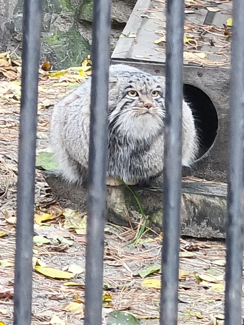 A photograph of Mensu in Novosibirsk Zoo