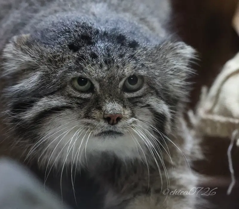 A photograph of a Pallas's cat