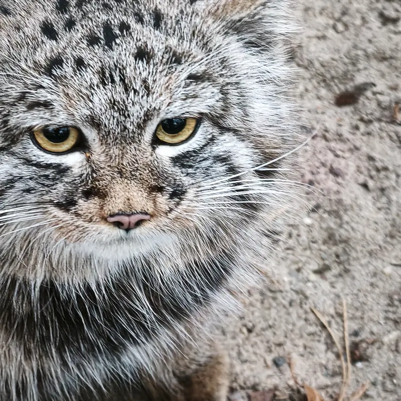 A photograph of Son of Snezhana b.2026 Ⅲ in Novosibirsk Zoo