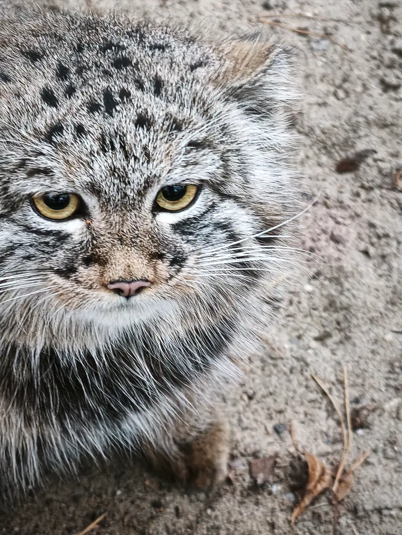 A photograph of Son of Snezhana b.2026 Ⅲ in Novosibirsk Zoo