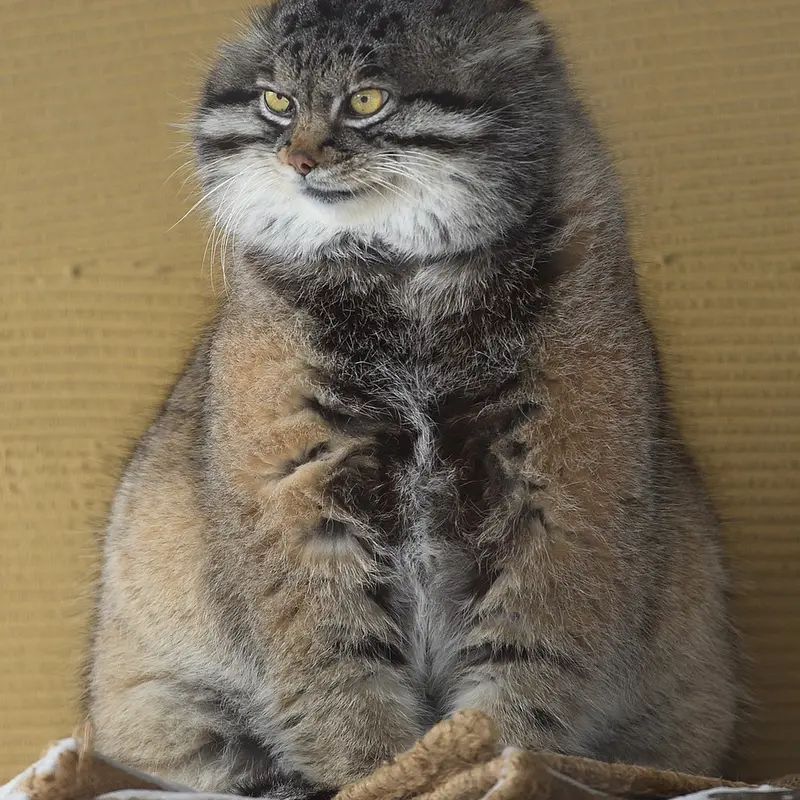 A photograph of Grusha in Asahiyama Zoo